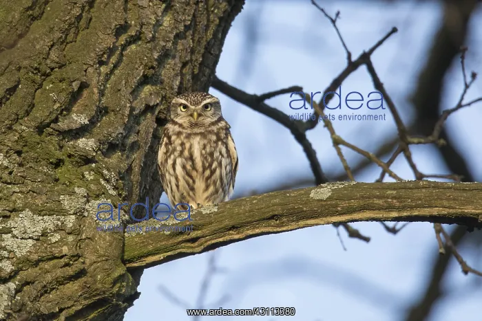  : Little Owl - adult owl perched on branch - Germany