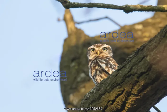  : Little Owl - adult owl perched on branch - Germany