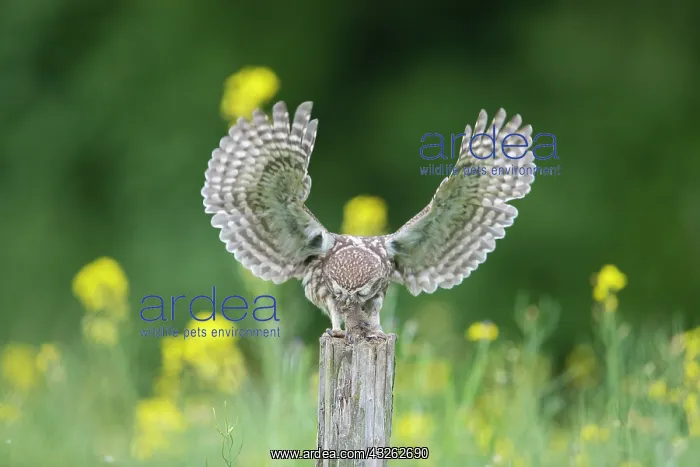 : Little Owl - adult owl standing on a post - Germany : Little Owl - adult owl standing on a post - Germany
