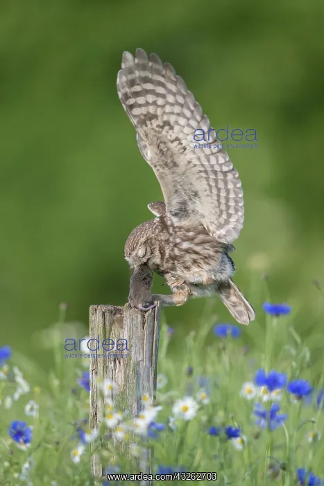 : Little Owl - adult owl standing on a post - Germany : Little Owl - adult owl standing on a post - Germany