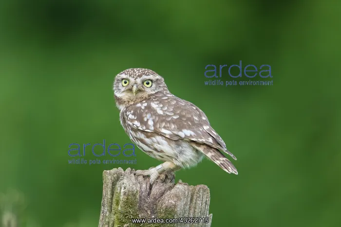  : Little Owl - adult owl standing on a post - Germany