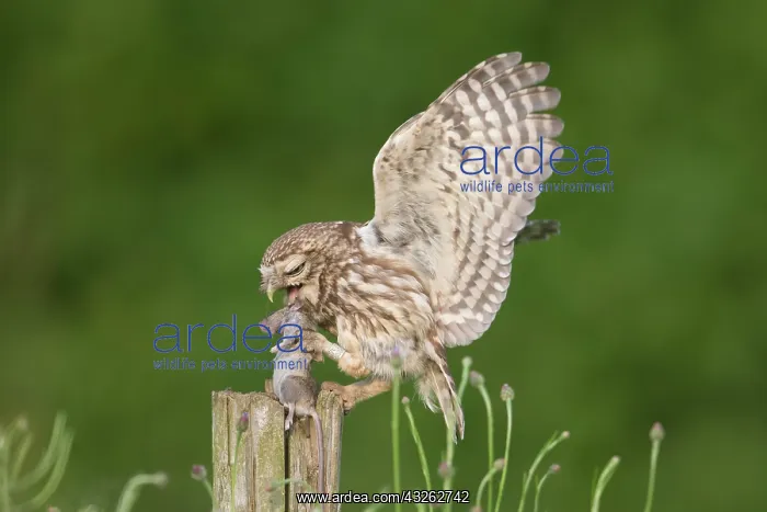 : Little Owl - adult owl standing on a post - Germany : Little Owl - adult owl standing on a post - Germany