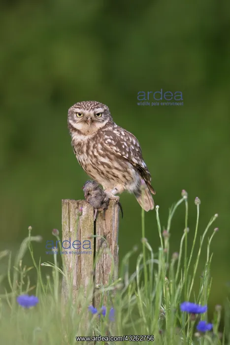 : Little Owl - adult owl standing on a post - Germany : Little Owl - adult owl standing on a post - Germany