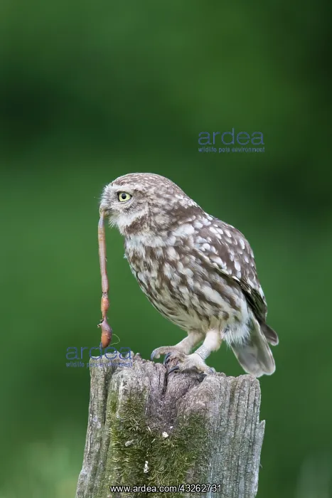 : Little Owl - adult owl with worm prey standing on : Little Owl - adult owl with worm prey standing on