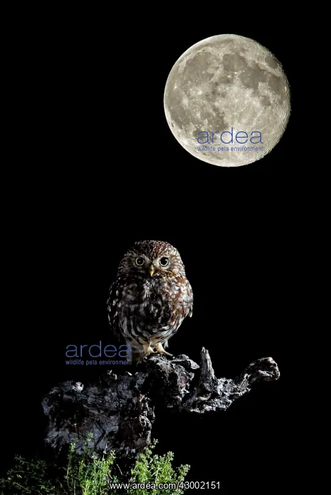 : Little Owl - Adult perched on a branch looking at : Little Owl - Adult perched on a branch looking at
