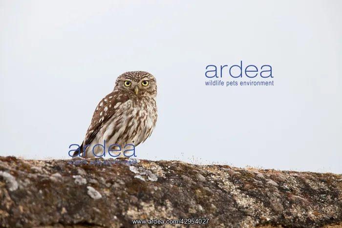 : Little Owl - adult perching on a wall : Little Owl - adult perching on a wall