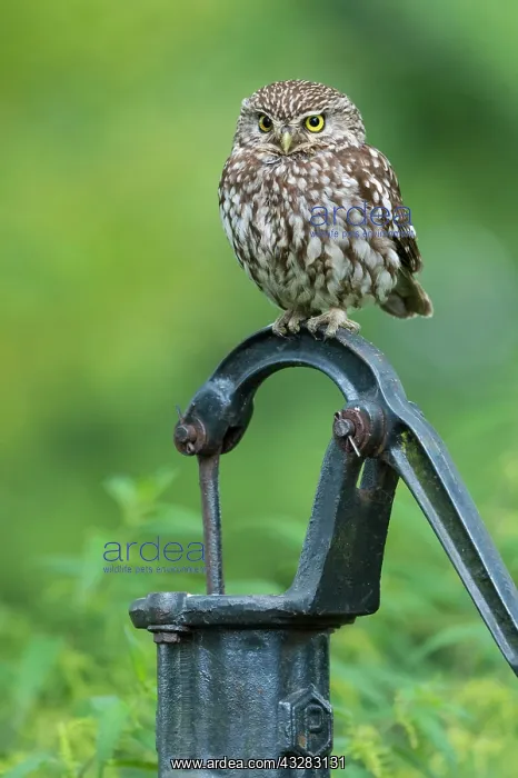 : Little owl, Athena noctua : Little owl, Athena noctua