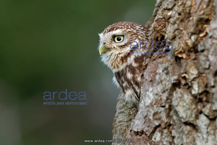  : Little owl (Athena noctua) peeking from his hole, England