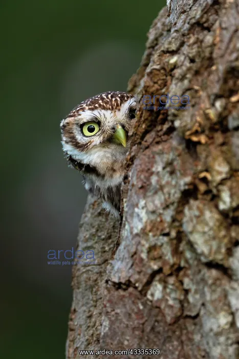: Little owl (Athena noctua) peeking from his hole, England : Little owl (Athena noctua) peeking from his hole, England