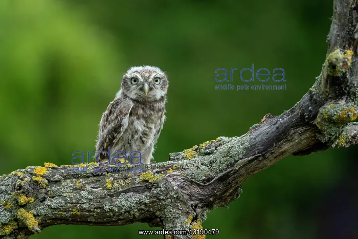 : Little owl (Athena noctua) perched on a branch : Little owl (Athena noctua) perched on a branch
