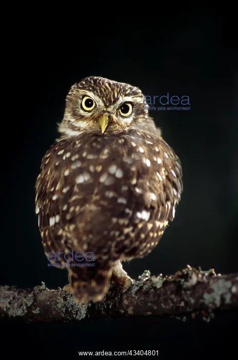 : Little Owl (Athena noctua) perched on branch at night : Little Owl (Athena noctua) perched on branch at night