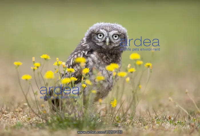 : Little owl (Athena noctua) perched amongst flowers : Little owl (Athena noctua) perched amongst flowers