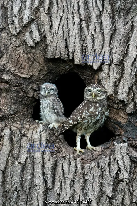 : Little owl (Athena noctua) perched in an hollow : Little owl (Athena noctua) perched in an hollow