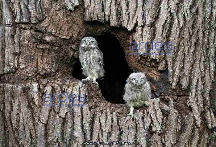 : Little owl (Athena noctua) perched in an hollow : Little owl (Athena noctua) perched in an hollow