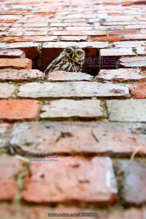 : Little owl (Athena noctua) perched inside a hole : Little owl (Athena noctua) perched inside a hole