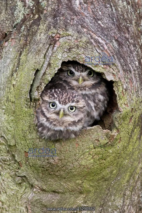 : Little Owl (Athene noctua) adult pair, at nesthole : Little Owl (Athene noctua) adult pair, at nesthole