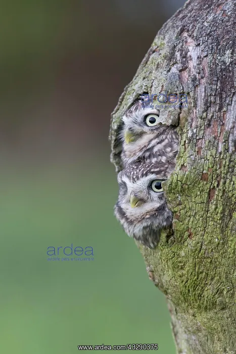 : Little Owl (Athene noctua) adult pair, at nesthole : Little Owl (Athene noctua) adult pair, at nesthole