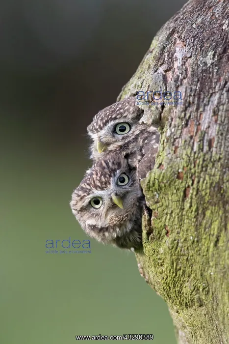 : Little Owl (Athene noctua) adult pair, at nesthole : Little Owl (Athene noctua) adult pair, at nesthole
