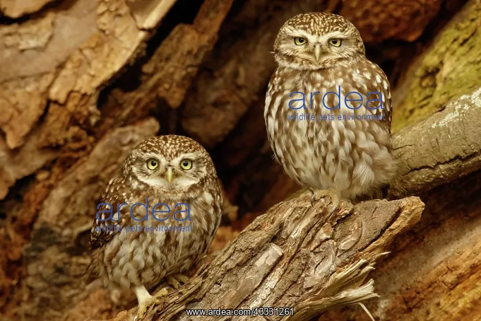 : Little Owl (Athene noctua) adult pair, perched in : Little Owl (Athene noctua) adult pair, perched in