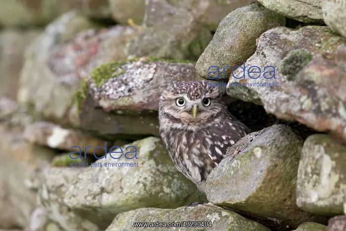 : Little Owl (Athene noctua) adult, perched on stone : Little Owl (Athene noctua) adult, perched on stone