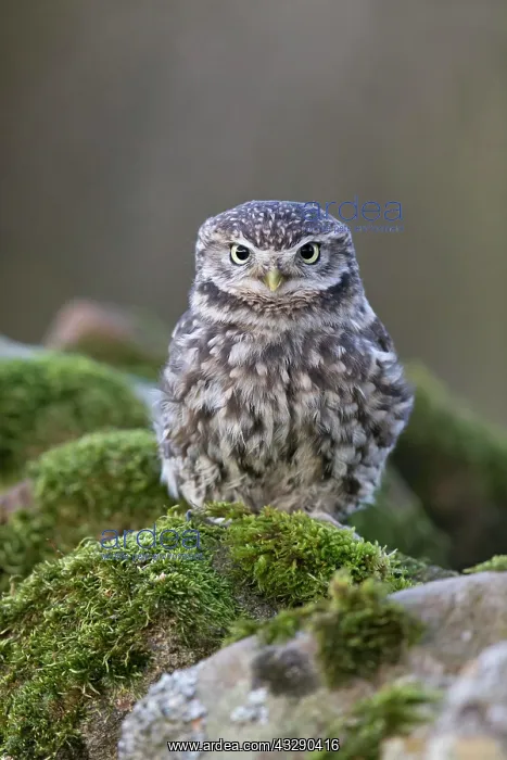 : Little Owl (Athene noctua) adult, perched on stone : Little Owl (Athene noctua) adult, perched on stone