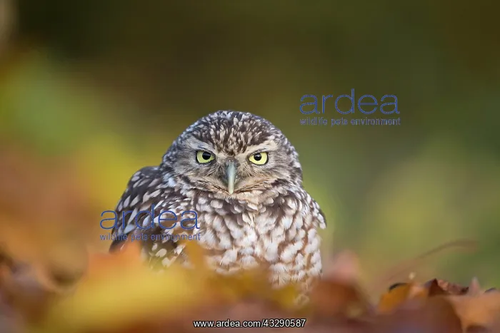 : Little Owl (Athene noctua) adult, standing amongst : Little Owl (Athene noctua) adult, standing amongst