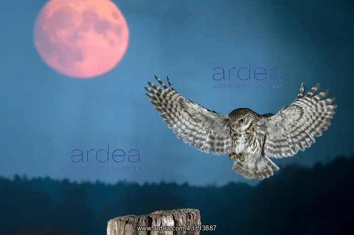 : Little Owl (Athene noctua) approaching an old, w : Little Owl (Athene noctua) approaching an old, w