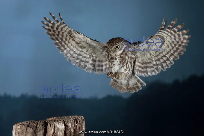 : Little owl (Athene noctua), approaching the perch : Little owl (Athene noctua), approaching the perch