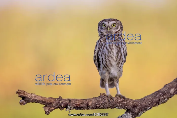 : Little Owl (Athene noctua), on branch, bird stretching : Little Owl (Athene noctua), on branch, bird stretching