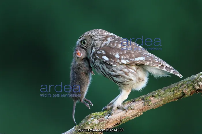 : Little Owl (Athene noctua) from capturing a vole : Little Owl (Athene noctua) from capturing a vole