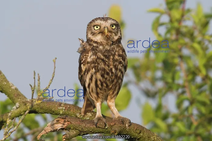: Little owl (Athene noctua) with cockchafer, Emsland : Little owl (Athene noctua) with cockchafer, Emsland