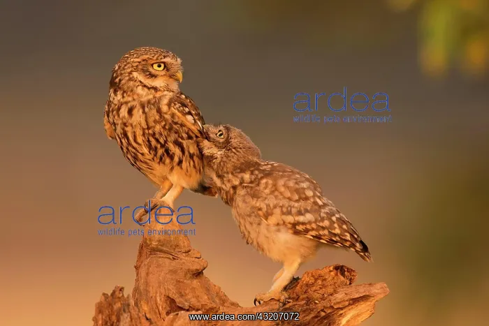 : Little owl (Athene noctua), Eifel, Rhineland-Palatinate : Little owl (Athene noctua), Eifel, Rhineland-Palatinate