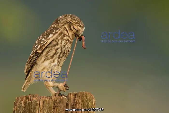 : Little owl (Athene noctua), Eifel, Rhineland-Palatinate : Little owl (Athene noctua), Eifel, Rhineland-Palatinate