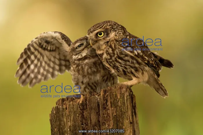 : Little owl (Athene noctua), Eifel, Rhineland-Palatinate : Little owl (Athene noctua), Eifel, Rhineland-Palatinate
