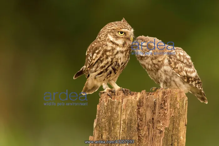 : Little owl (Athene noctua), Eifel, Rhineland-Palatinate : Little owl (Athene noctua), Eifel, Rhineland-Palatinate