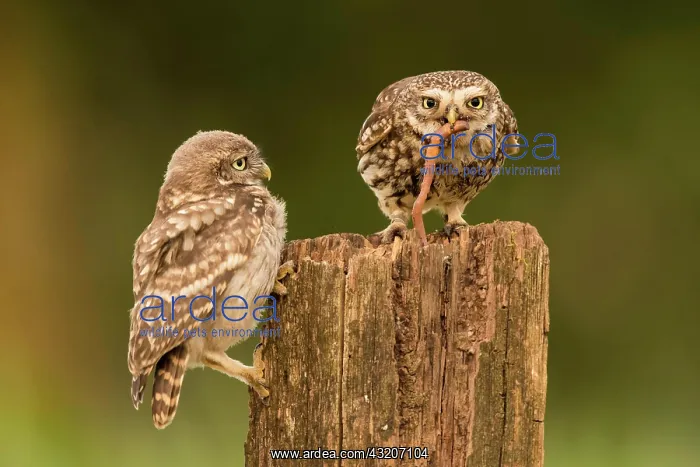 : Little owl (Athene noctua), Eifel, Rhineland-Palatinate : Little owl (Athene noctua), Eifel, Rhineland-Palatinate