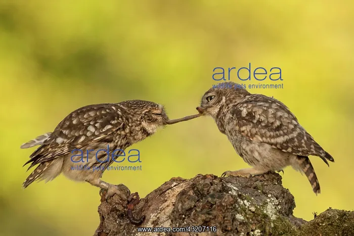 : Little owl (Athene noctua), Eifel, Rhineland-Palatinate : Little owl (Athene noctua), Eifel, Rhineland-Palatinate