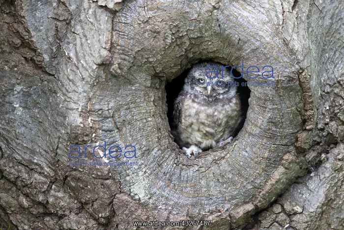  : Little owl (Athene noctua) at the entrance of a