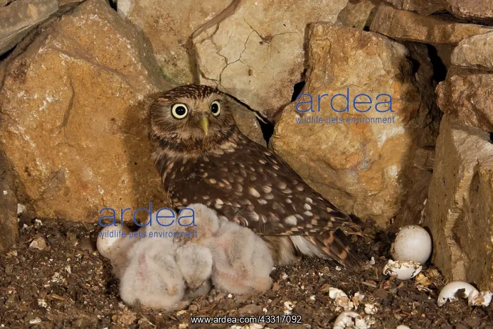: Little Owl (Athene noctua) female with young birds : Little Owl (Athene noctua) female with young birds