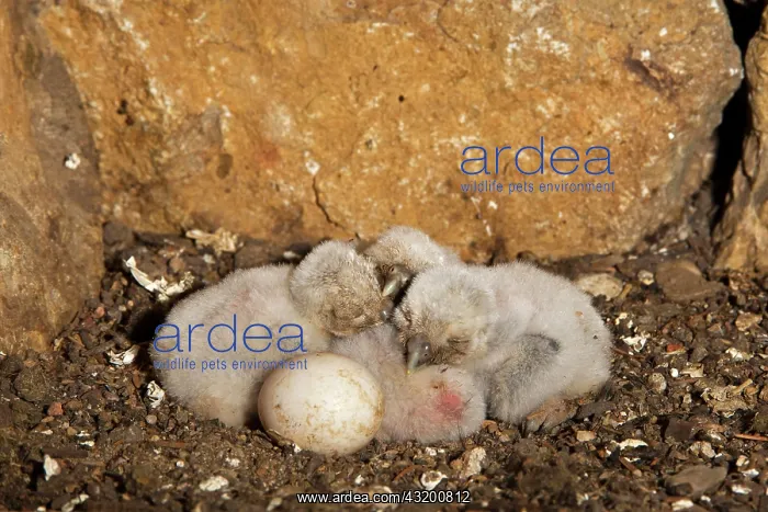  : Little owl (Athene noctua) fledglings and one unfertilized