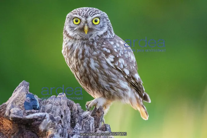 : Little Owl (Athene noctua) Hungary : Little Owl (Athene noctua) Hungary