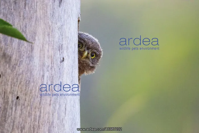 : Little Owl (Athene noctua) juv. Hungary, Europe : Little Owl (Athene noctua) juv. Hungary, Europe