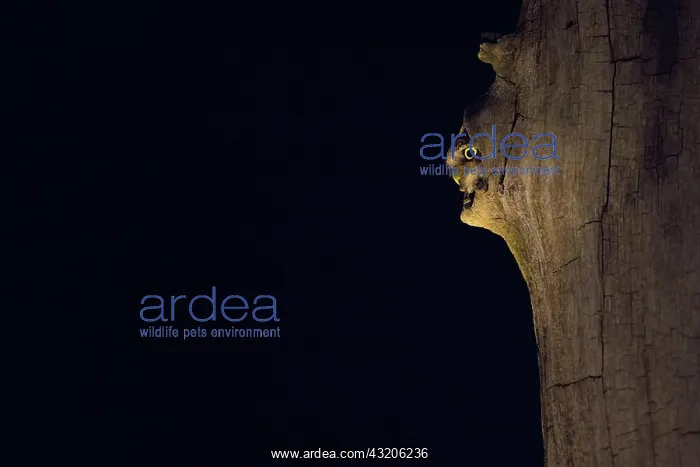 : Little owl (Athene noctua), looking out of the entrance : Little owl (Athene noctua), looking out of the entrance