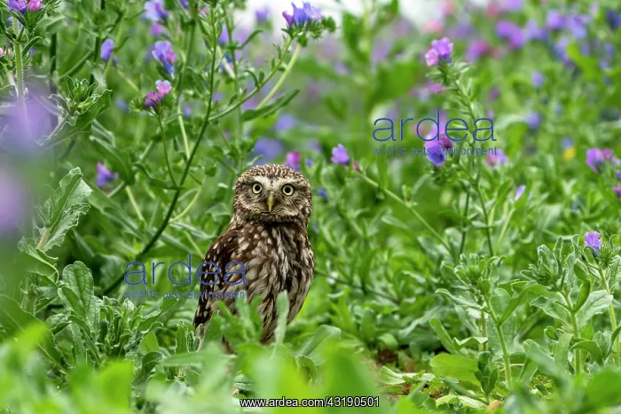 : little owl (Athene noctua) looking for food amongst : little owl (Athene noctua) looking for food amongst