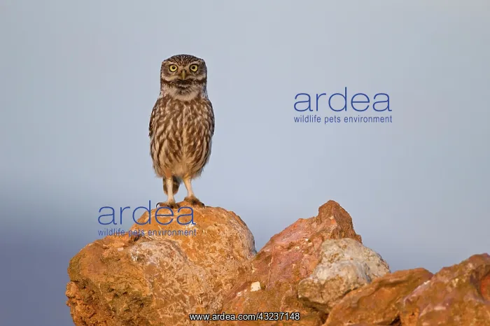 : Little owl (Athene noctua) mating on cairn, Extremadura : Little owl (Athene noctua) mating on cairn, Extremadura