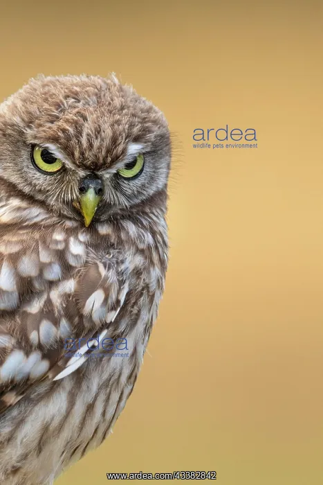  : Little Owl (Athene noctua), Owl, Goldenstedt, Lower