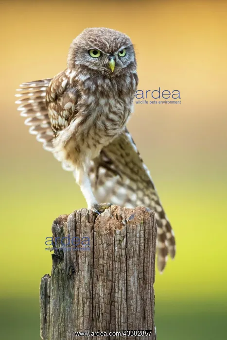 : Little Owl (Athene noctua), Owl, Goldenstedt, Lower : Little Owl (Athene noctua), Owl, Goldenstedt, Lower