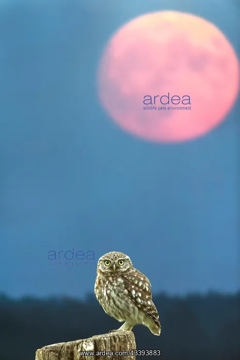 : Little Owl (Athene noctua) on its perch on an ol : Little Owl (Athene noctua) on its perch on an ol
