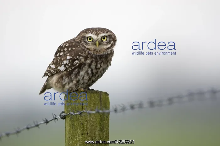  : Little Owl (Athene noctua) perched on a pole, l