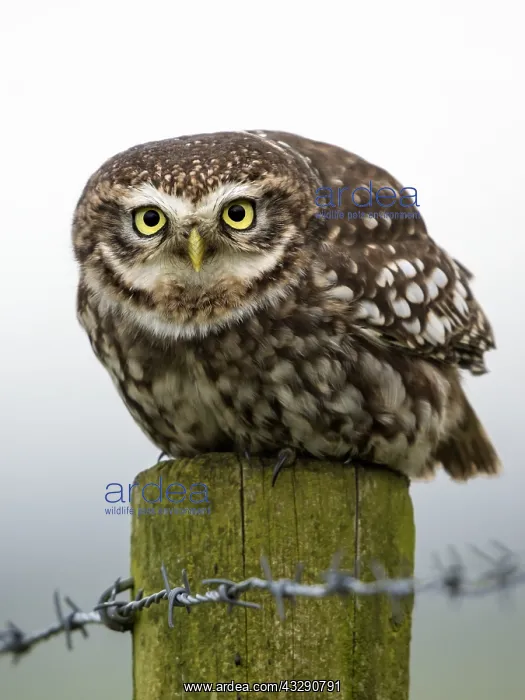 : Little Owl (Athene noctua) perched on a pole, l : Little Owl (Athene noctua) perched on a pole, l